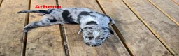Catahoula Leopard Dog dogs for sale: Athena - Female (blue merle)  - Ad 2