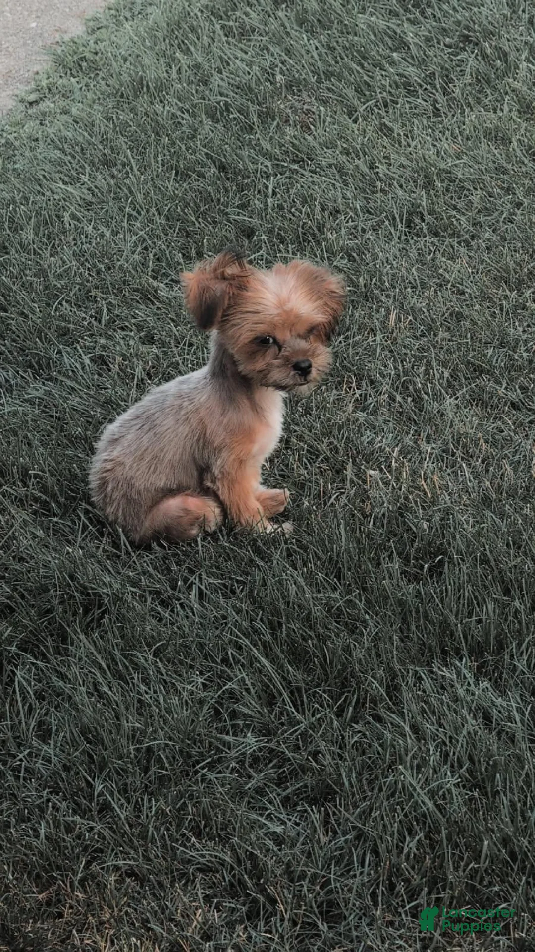 Shorkie dogs for sale: RILEY - Ad 4