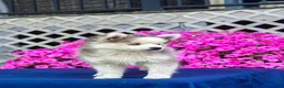 Pomsky dogs for sale: Rascal  - Ad 7