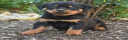 Rottweiler dogs for sale: Simba - Ad 3