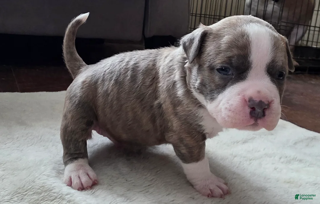 American Bully dogs for sale: Stubs - Ad 4