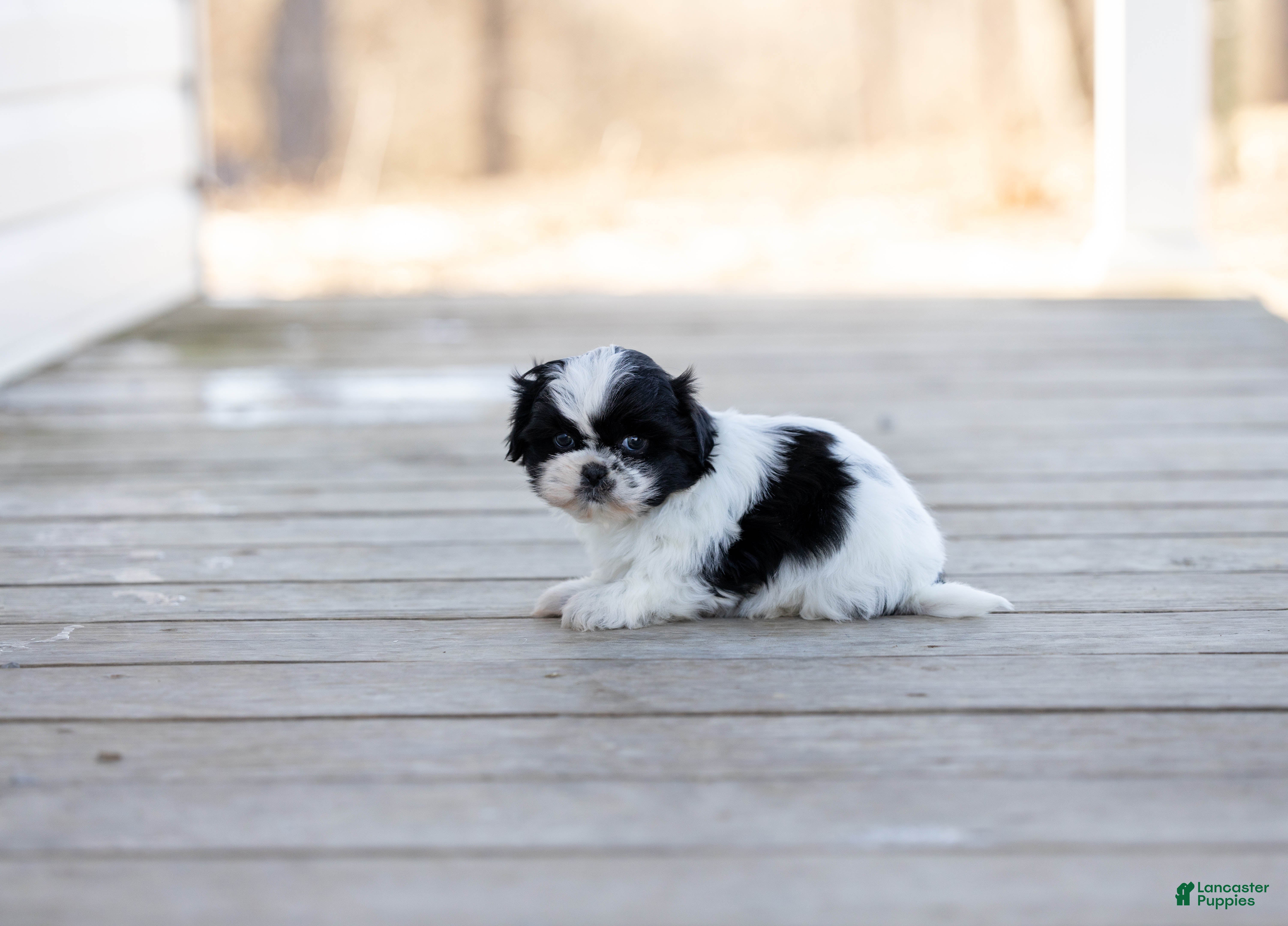Shih Tzu dogs Tanisha - Ad 2