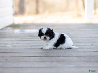 Shih Tzu dogs Tanisha - Ad 6