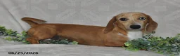 Dachshund dogs for sale: Ellie - Ad 6
