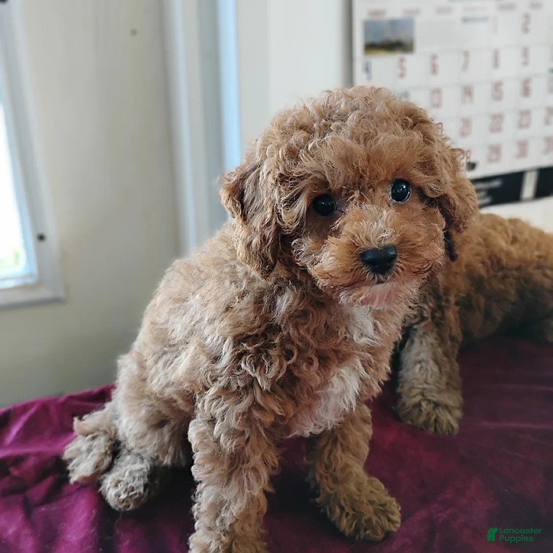 Cavapoo dogs for sale: Kenderick - Ad 8