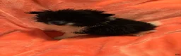 Pomeranian dogs for sale: Pomeranian 2 - Ad 3