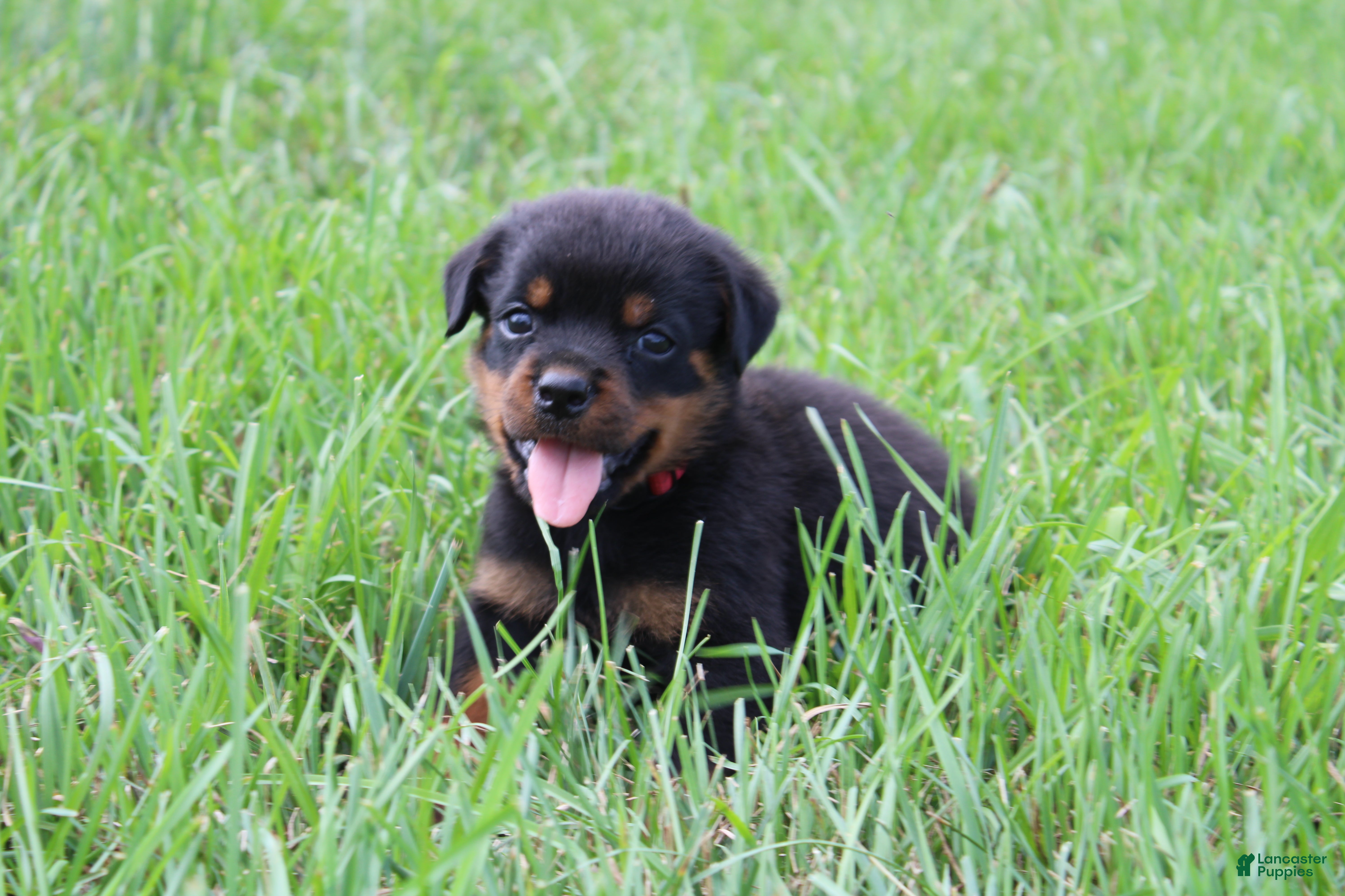 Rottweiler dogs Brock - Ad 1