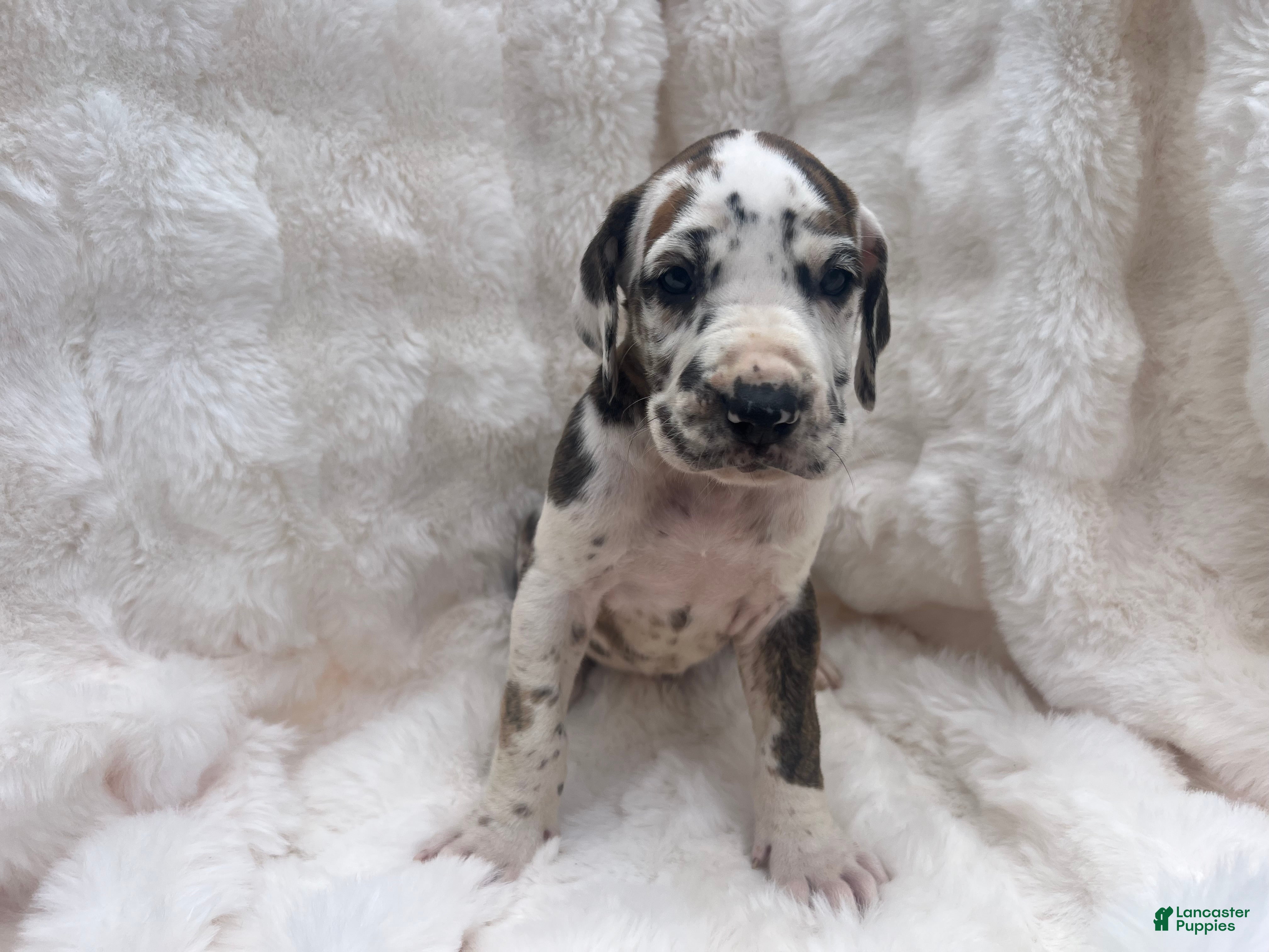 Great Dane dogs Goofball - Ad 3