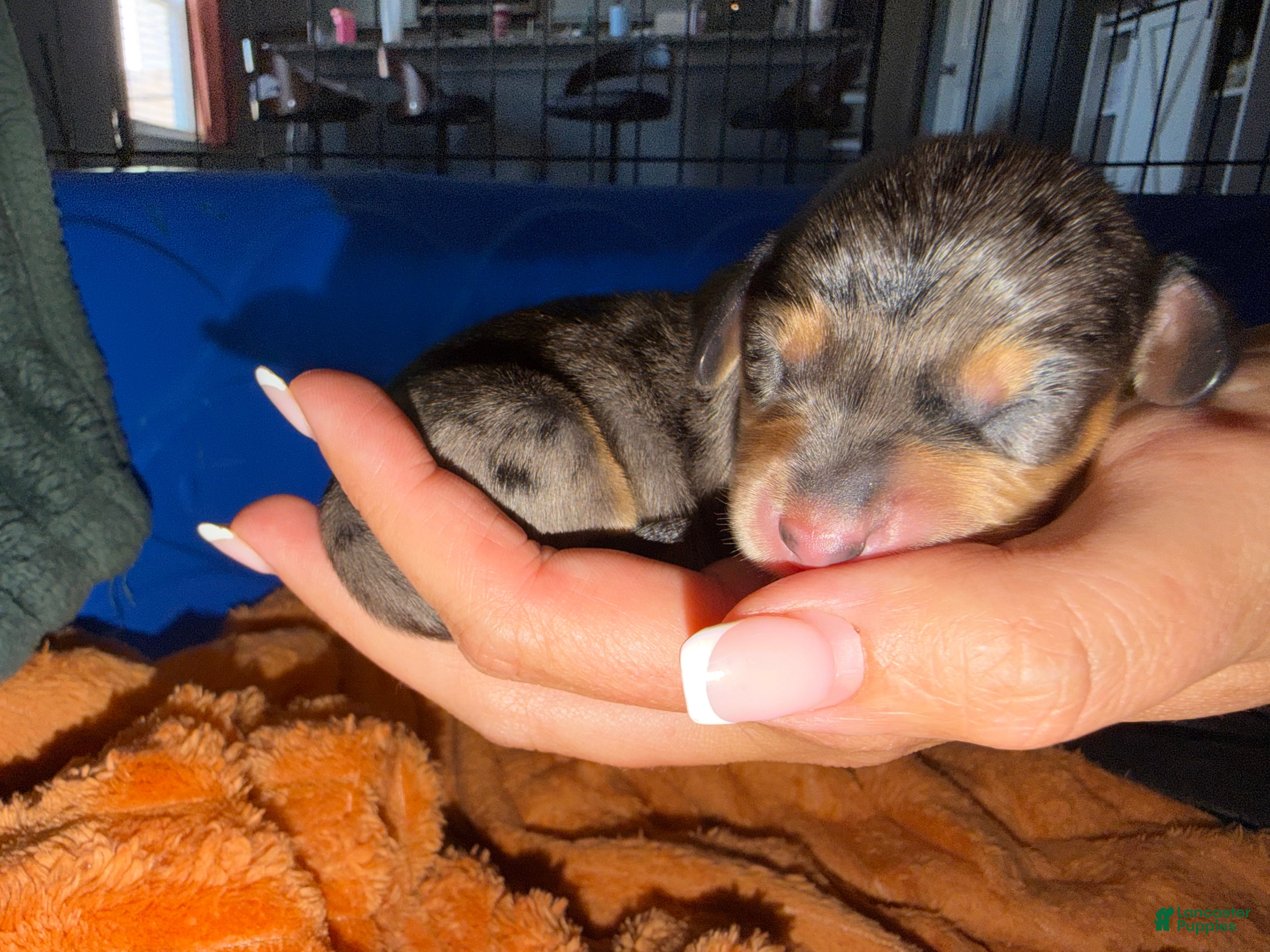 Miniature Dachshund dogs Roux - Ad 42