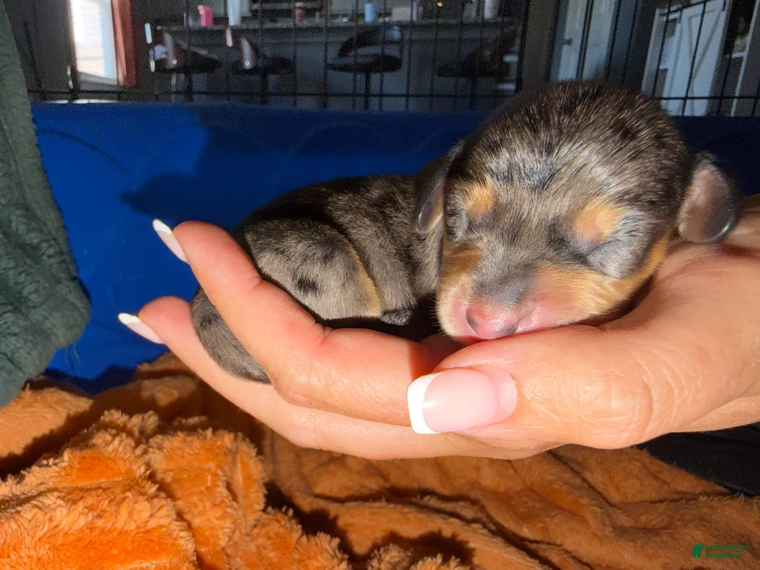 Miniature Dachshund dogs for sale: Roux - Ad 1