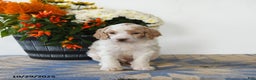 Standard Poodle dogs for sale: Tigger - Ad 3