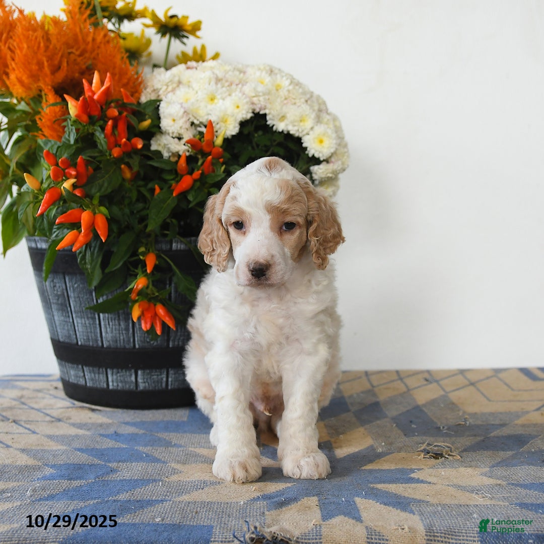 Standard Poodle dogs for sale: Tigger - Ad 3
