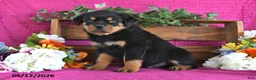 Rottweiler dogs for sale: Marshall - Ad 1