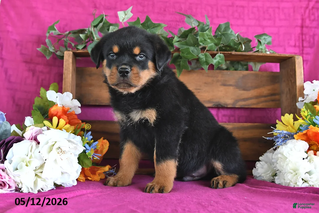 Rottweiler dogs for sale: Marshall - Ad 1