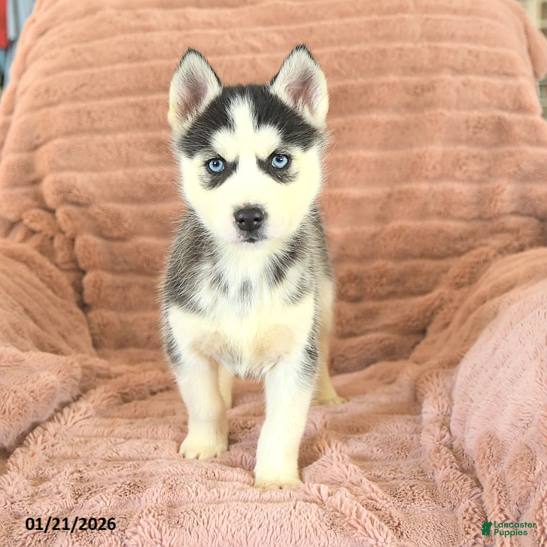 Siberian Husky dogs for sale: Ryder - Ad 4