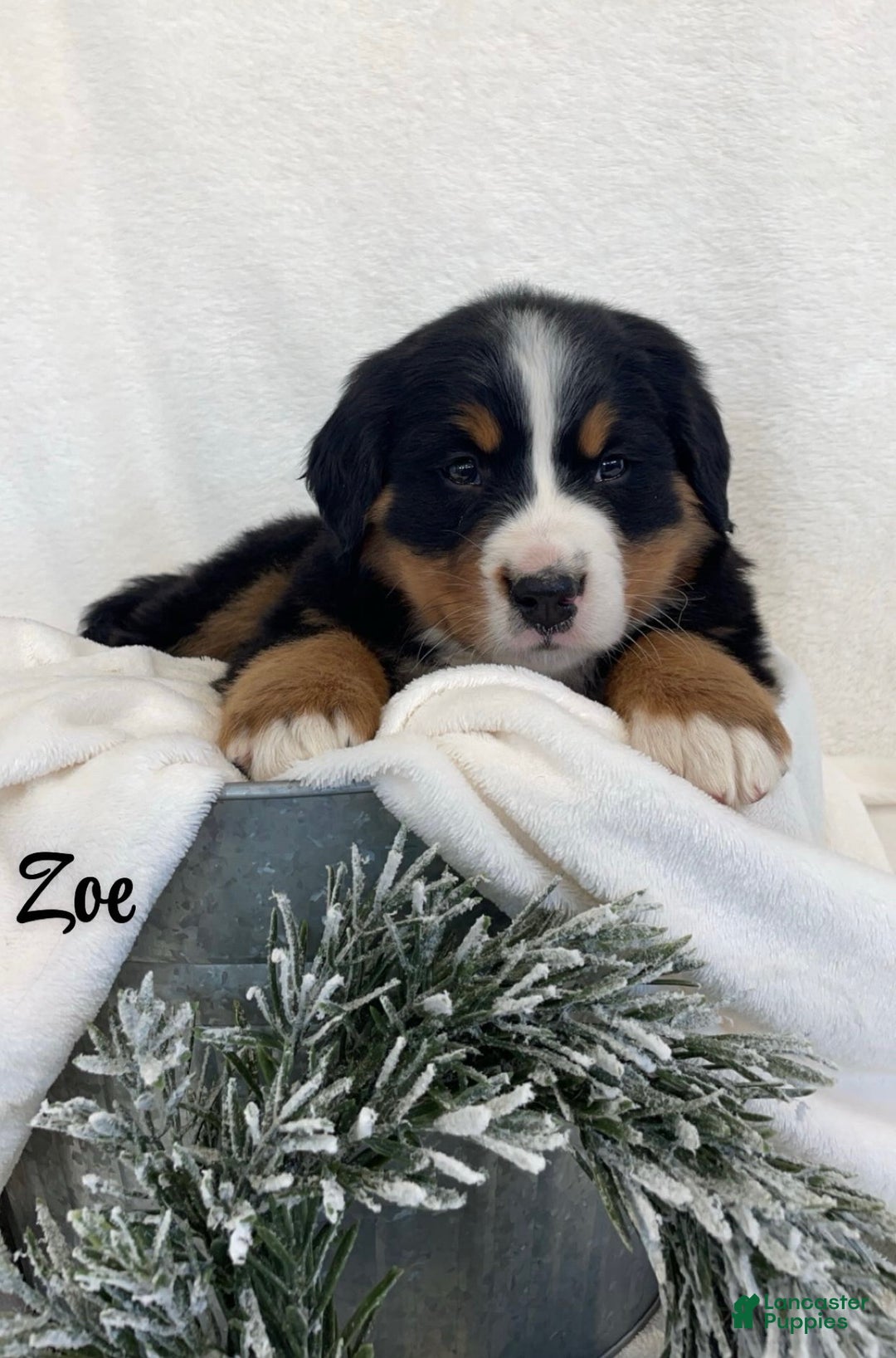 Bernese Mountain Dog dogs for sale: Zoe - Ad 2