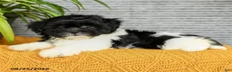 Teddy Bear dogs for sale: Willow - Ad 3