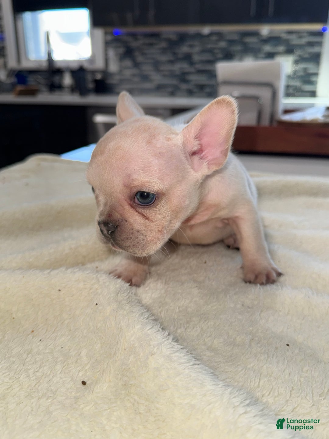 French Bulldog dogs for sale: French Bulldog Puppy 2 - Ad 3