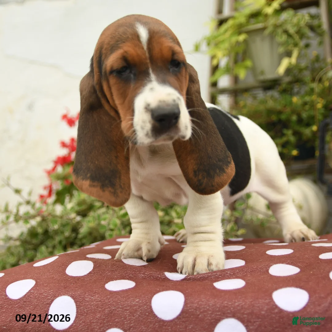 Basset Hound dogs for sale: Dinah - Ad 2