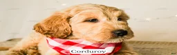 Goldendoodle dogs for sale: Corduroy - Ad 10