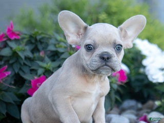 French Bulldog dogs - Ad 12