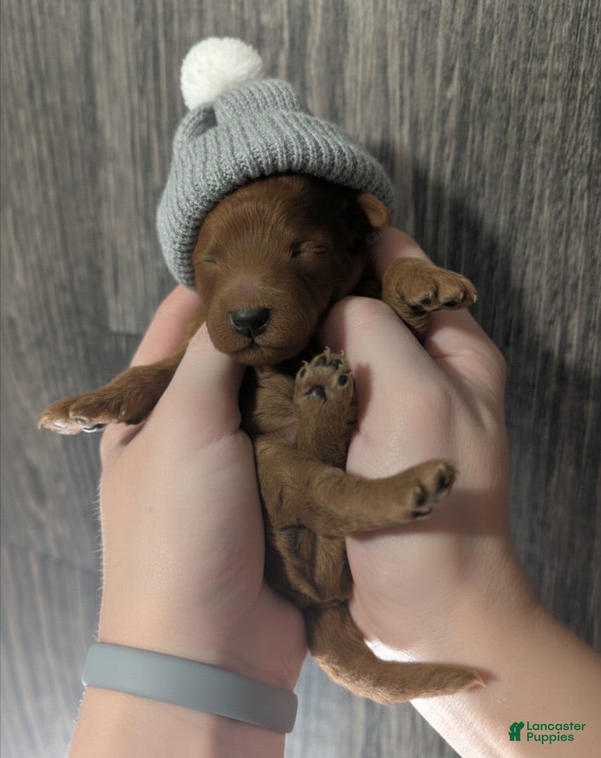 Toy Poodle dogs Rusty 🩶 - Ad 17