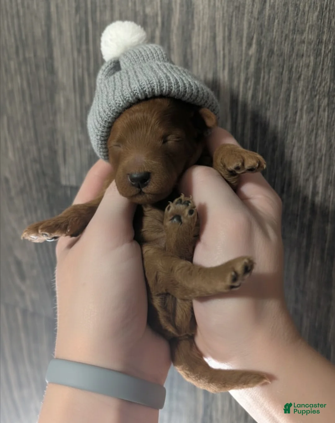 Toy Poodle dogs for sale: Rusty 🩶 - Ad 1