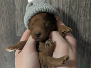 Toy Poodle dogs Rusty 🩶 - Ad 17