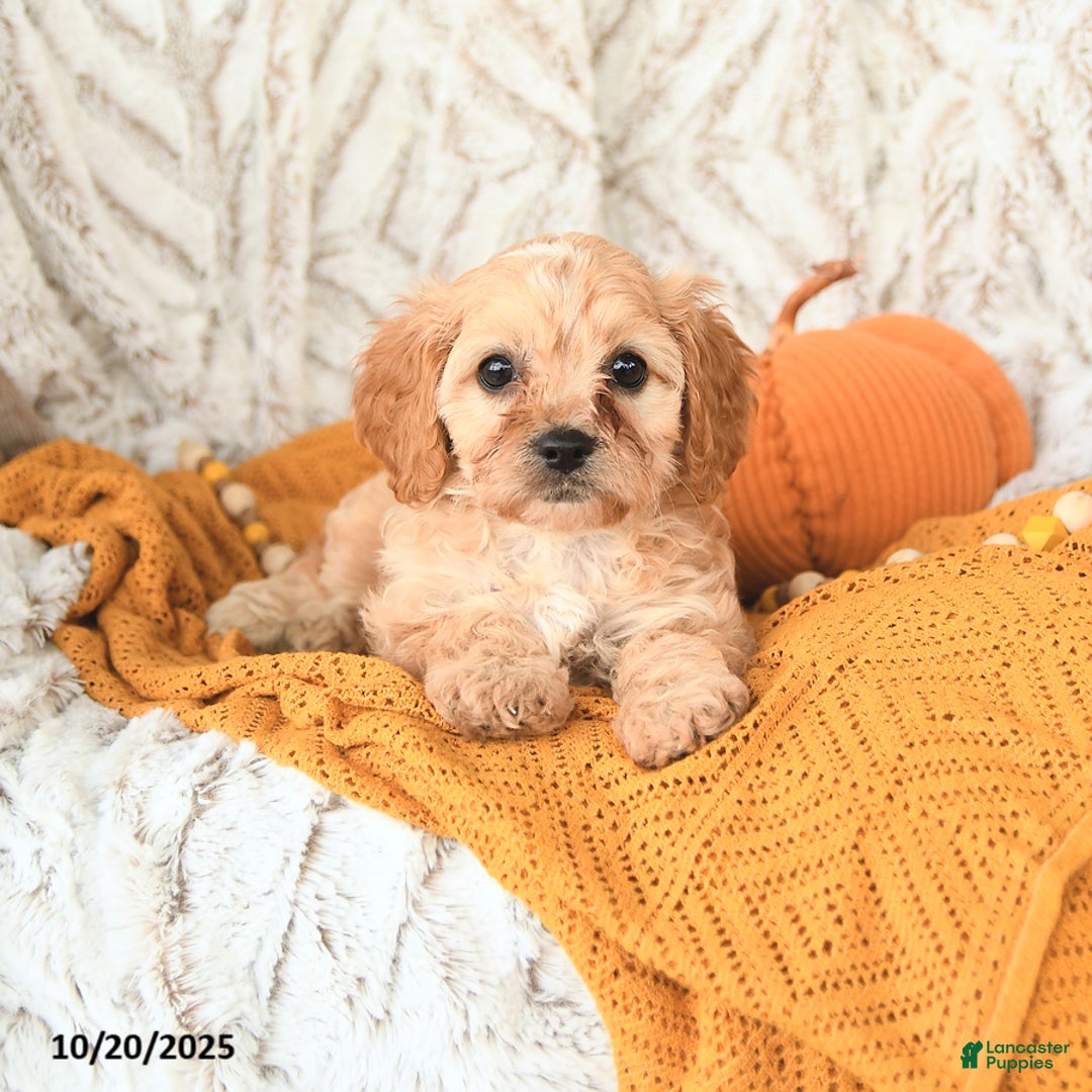 Cavapoo dogs for sale: Daffodil - Ad 6
