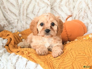 Cavapoo dogs - Ad 33