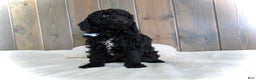 Mini Goldendoodle dogs for sale: Jordan - Ad 6