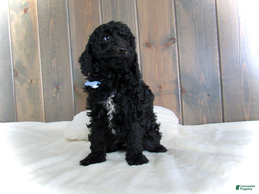 Mini Goldendoodle dogs for sale: Jordan - Ad 6
