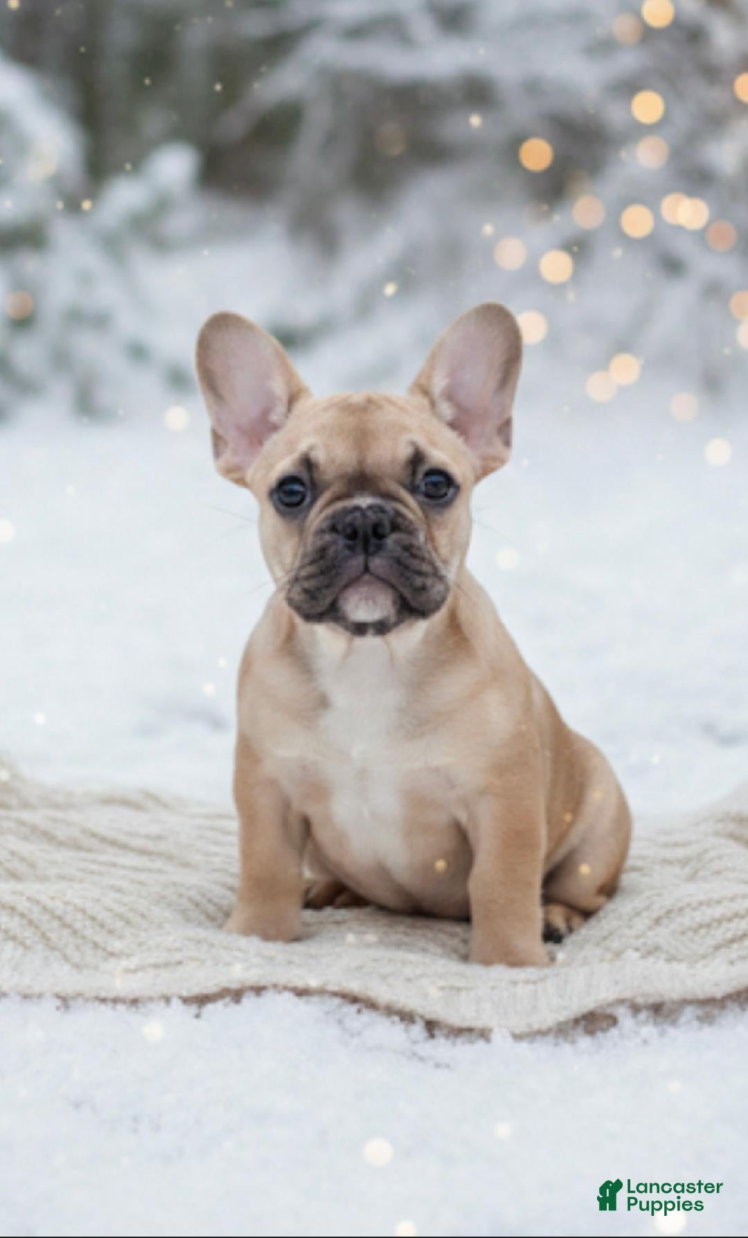 French Bulldog dogs HUDSON - Ad 7