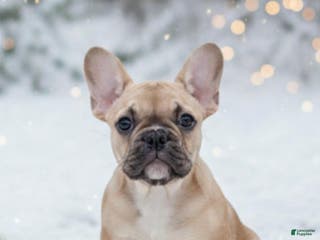 French Bulldog dogs HUDSON - Ad 23