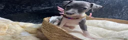Italian Greyhound dogs for sale: Italian Greyhound 1 - Ad 3