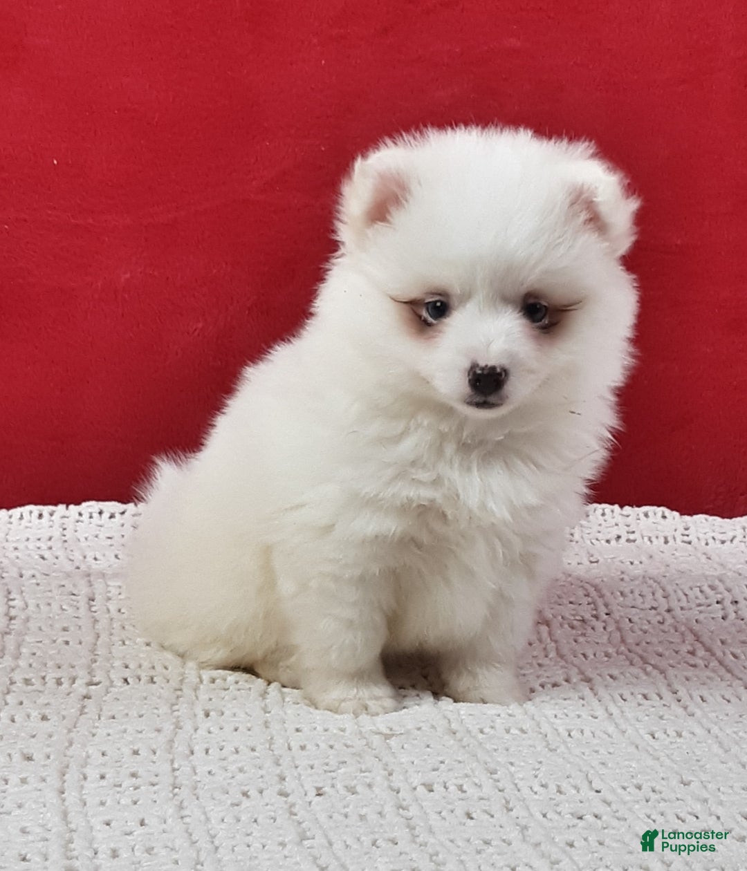 Pomsky dogs for sale: Marshmallow  - Ad 2