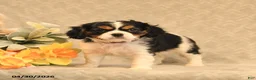 Cavalier King Charles Spaniel dogs for sale: Ion - Ad 3