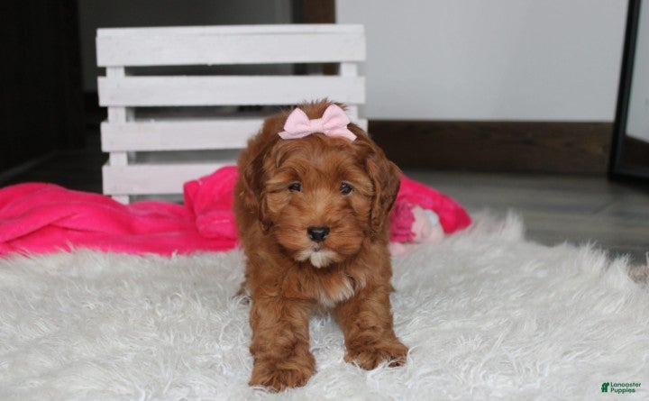 Cockapoo dogs Penny - Ad 1