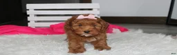 Cockapoo dogs for sale: Penny - Ad 8