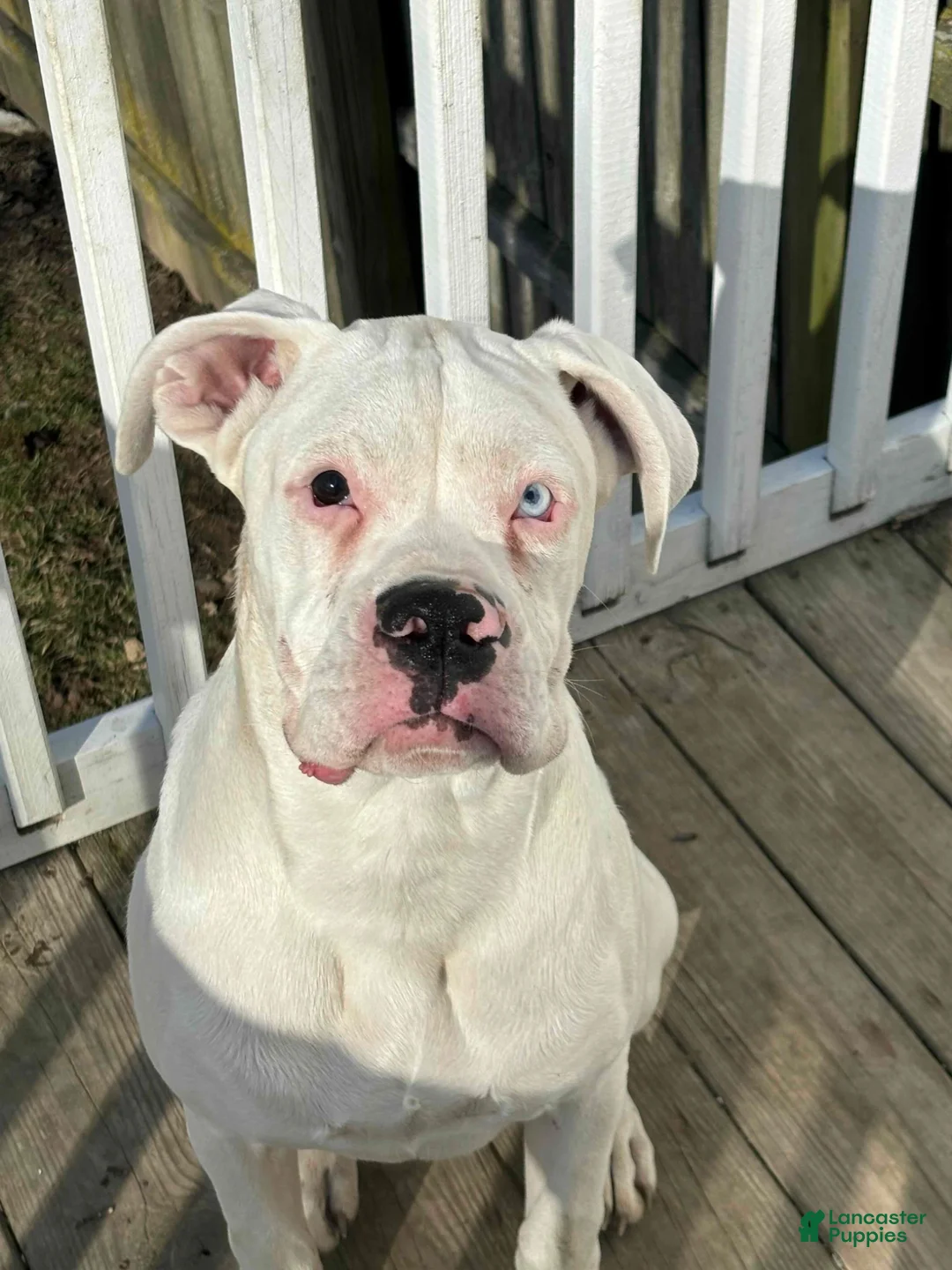Boxer dogs for sale: Clovis  - Ad 12