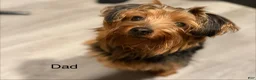 Chorkie dogs for sale: Chorkie Puppy 3 - Ad 3