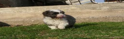 Mini Bernedoodle dogs for sale: Mini Bernedoodle Ricky - Ad 4