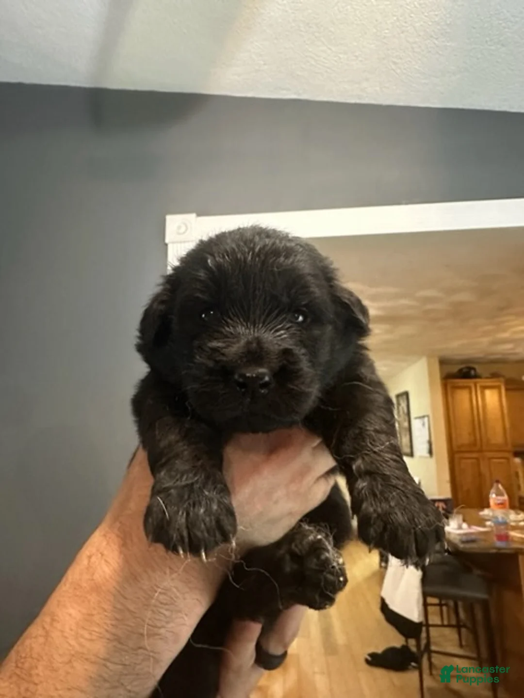 Golden Shepherd dogs for sale: Girl 5 - Ad 1