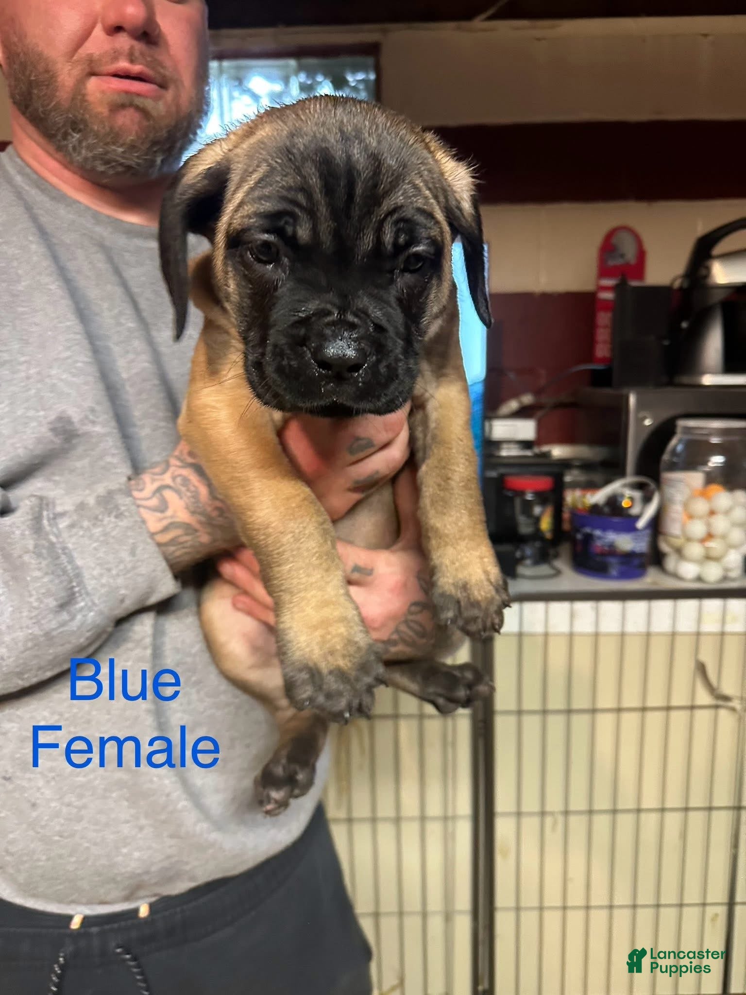 Cane Corso dogs Zoey - Ad 42