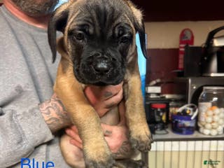 Cane Corso dogs Zoey - Ad 42
