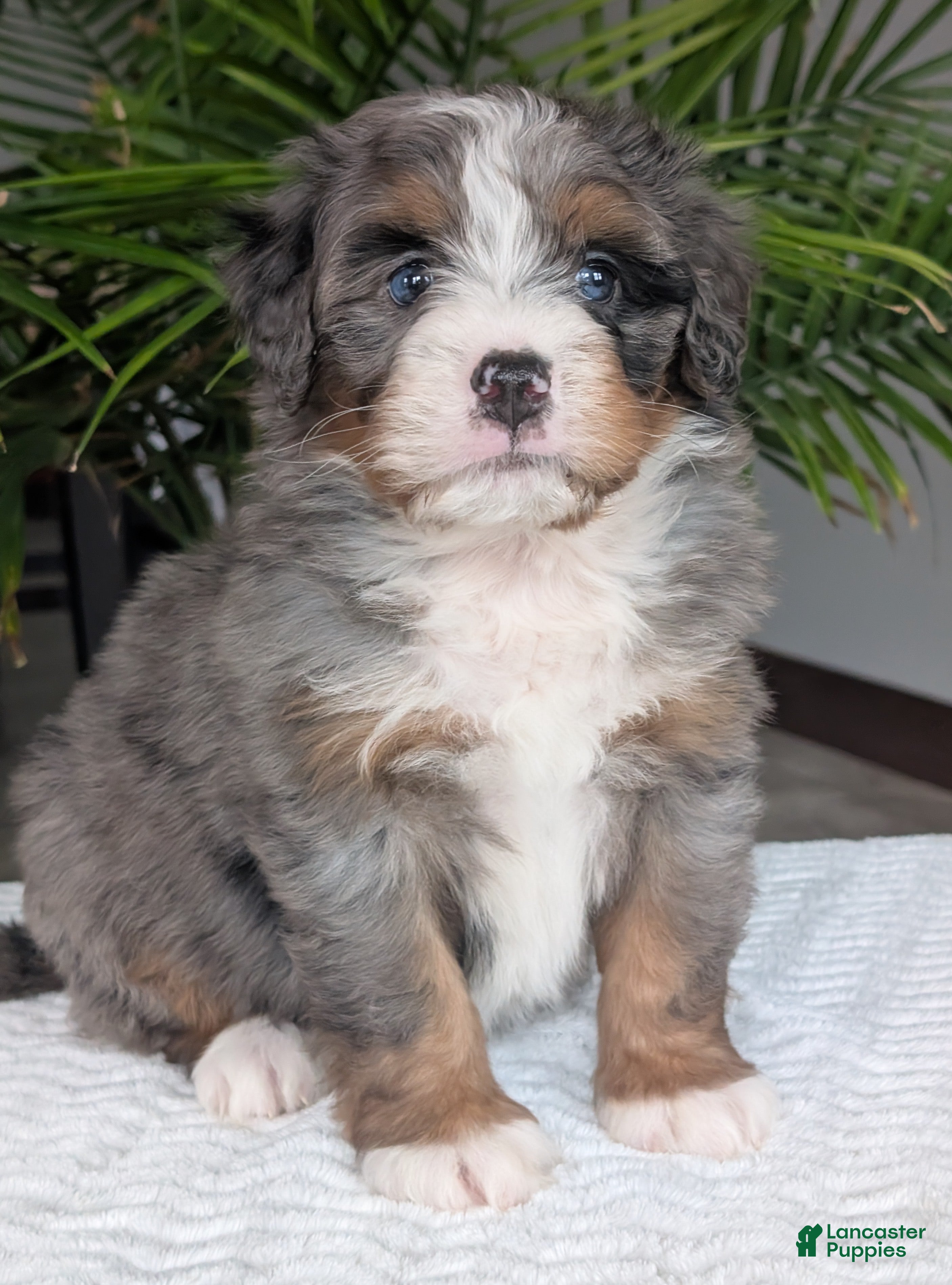 Mini Bernedoodle dogs Mini Nemo  - Ad 1