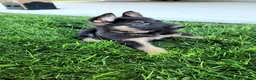 German Shepherd dogs for sale: Lightning - Ad 4