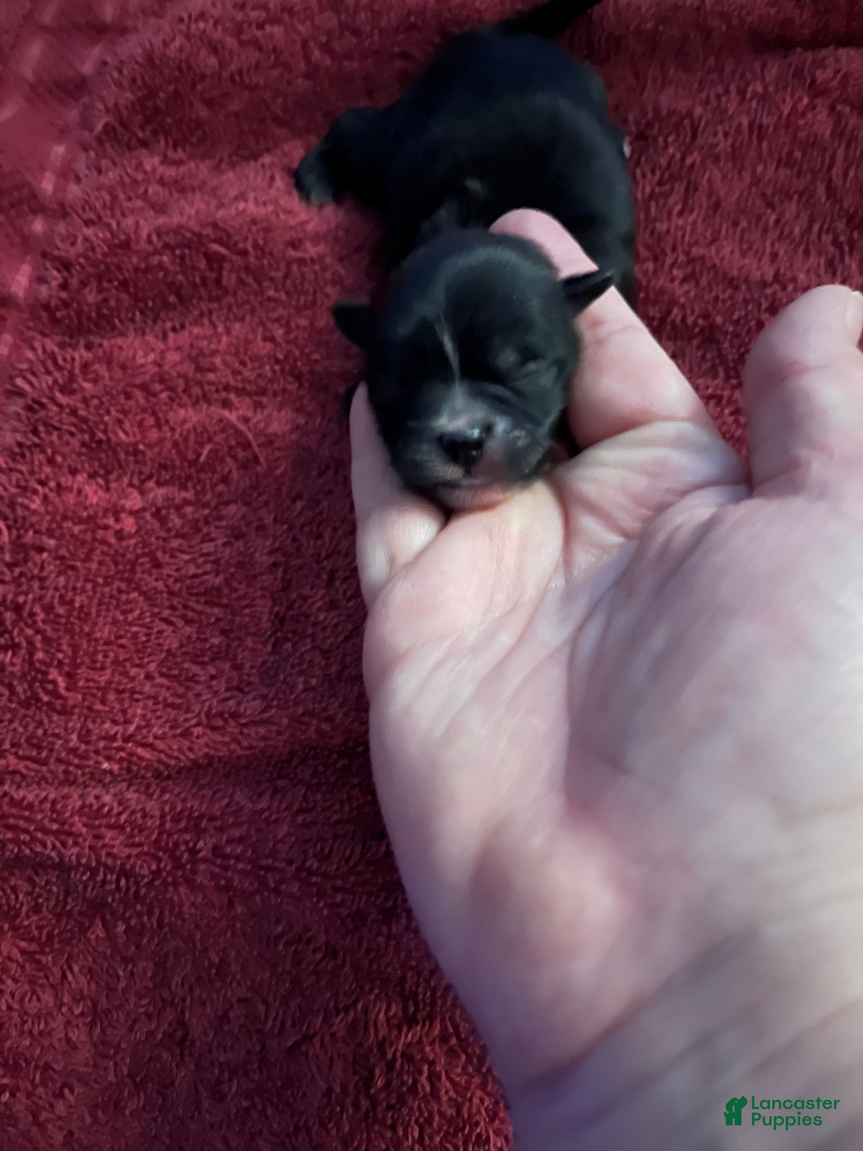 Malshi dogs Malshi Puppy 5 - Ad 8