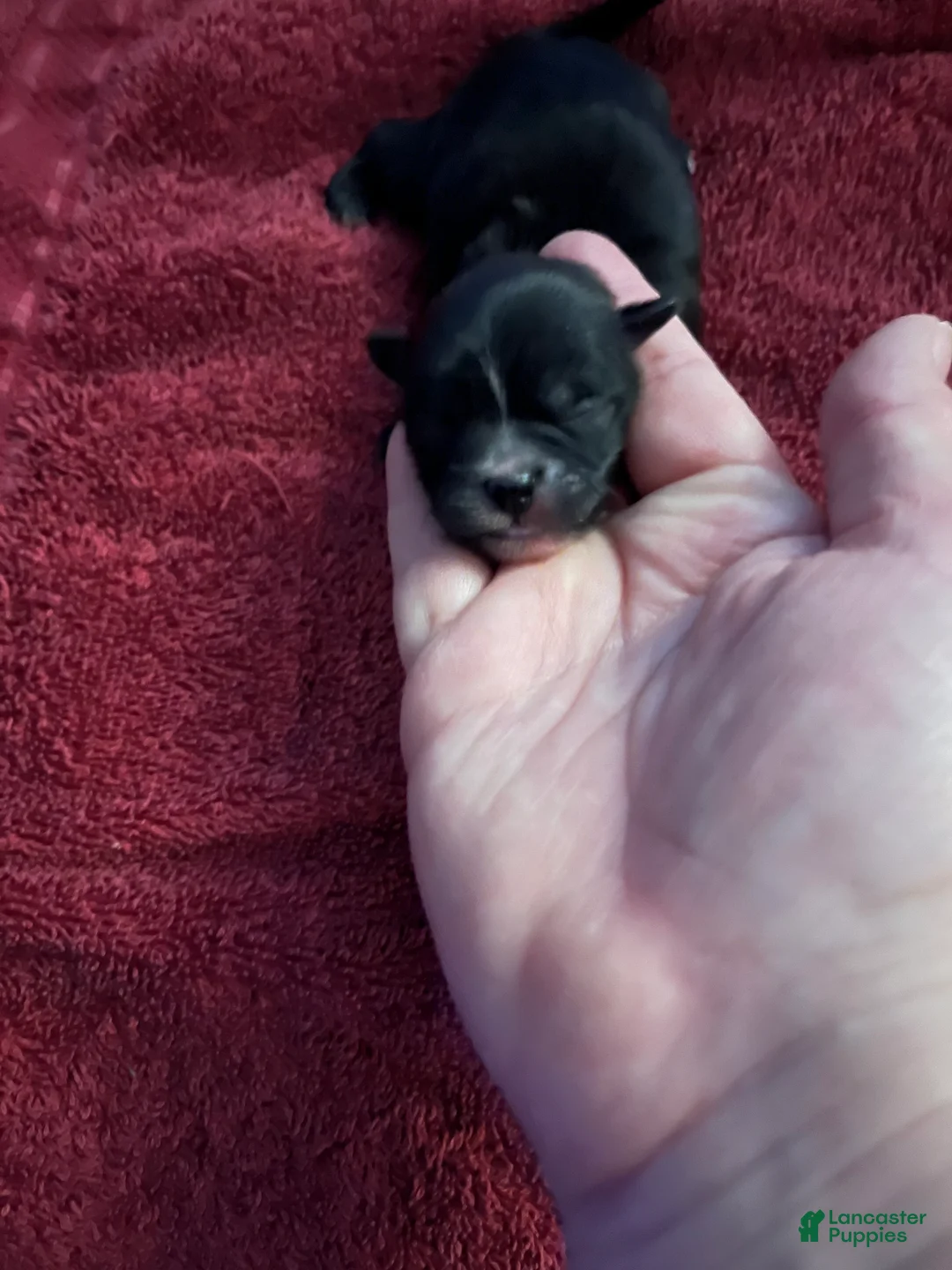 Malshi dogs for sale: Malshi Puppy 5 - Ad 1