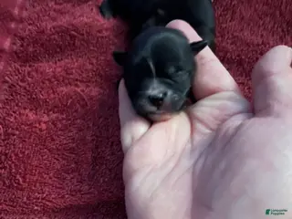 Malshi dogs Malshi Puppy 5 - Ad 9